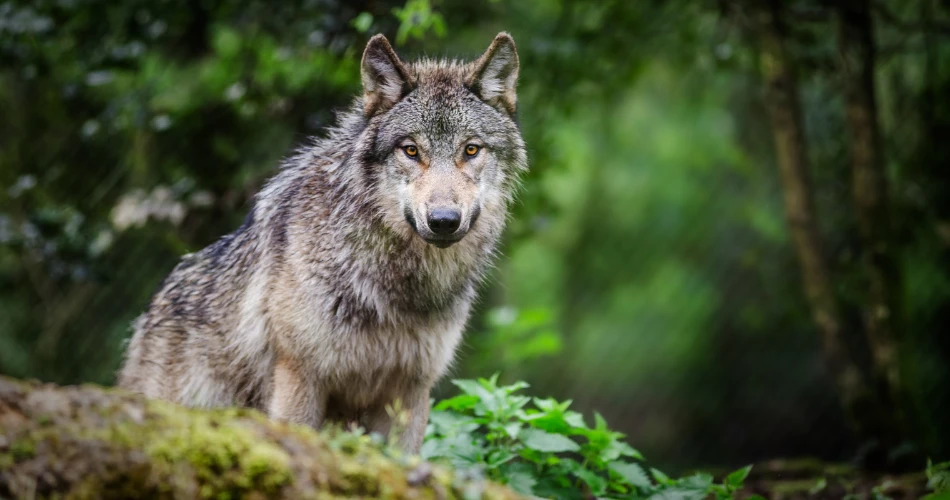 Mount Shasta: 10 Must-Do Adventures for Thrill-Seekers